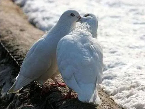 Imágenes de palomas besándose - Imagui