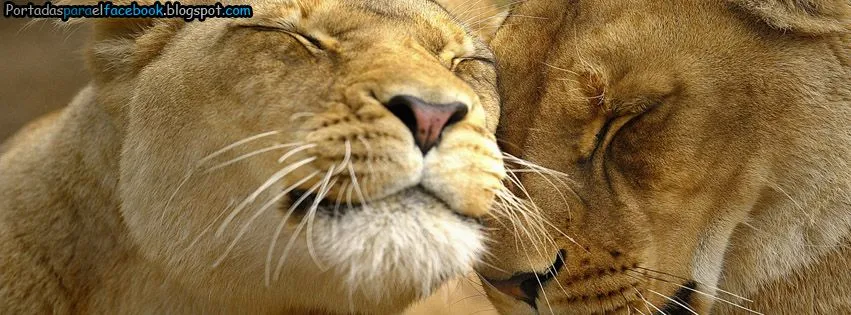 Imagenes de parejas de leones enamorados - Imagui