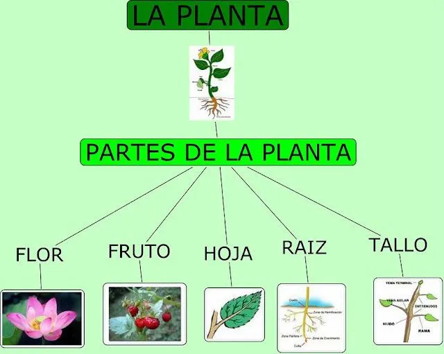 Imágenes de las partes de una planta - Imagui