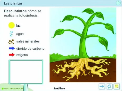 Partes de una planta para niños - Imagui