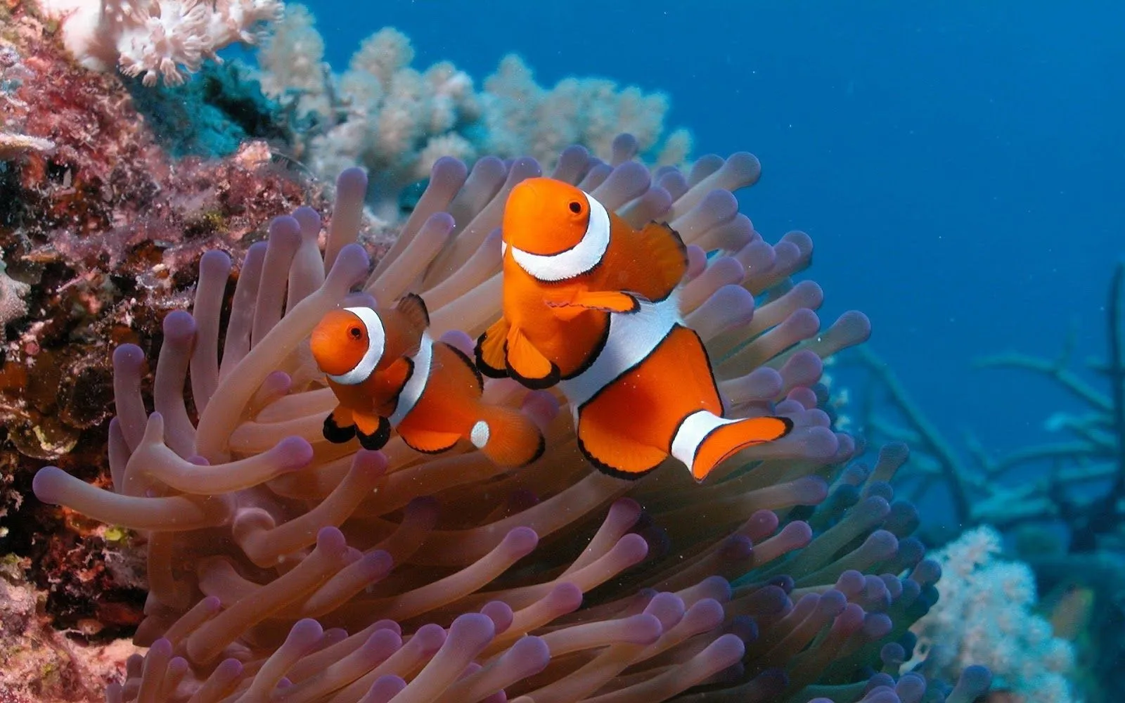 Imagenes de Peces en Arrecifes de Coral | Fotos e Imágenes en ...