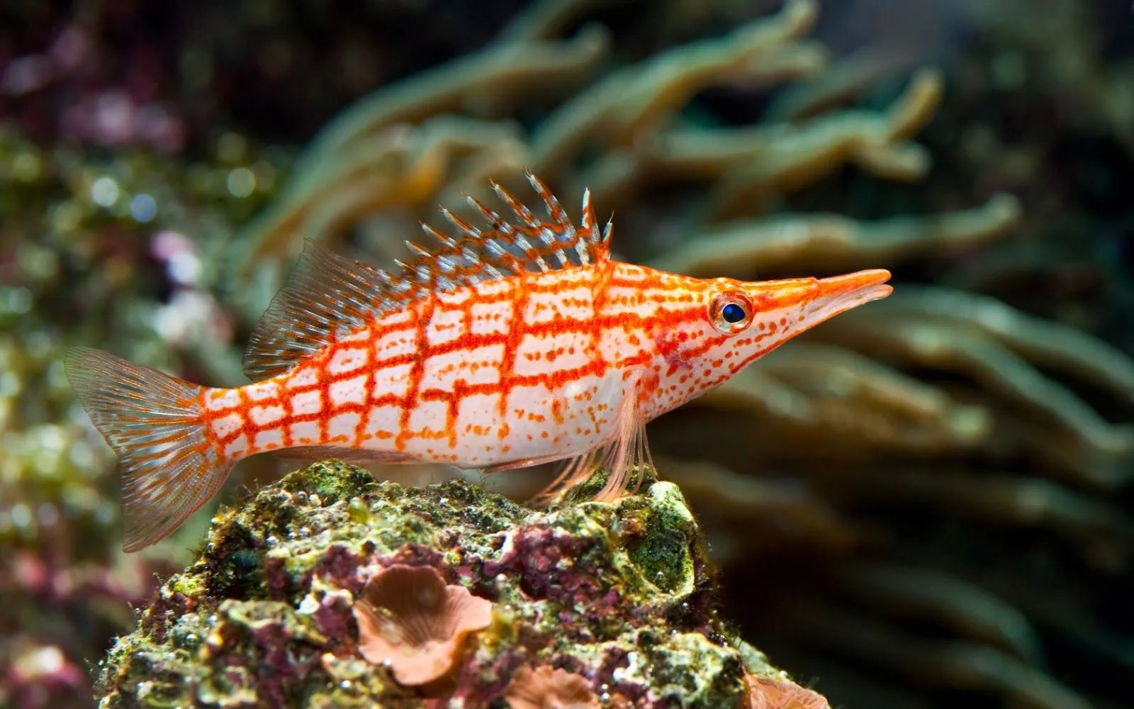 Imagenes de Peces en Arrecifes de Coral | Fotos e Imágenes en ...