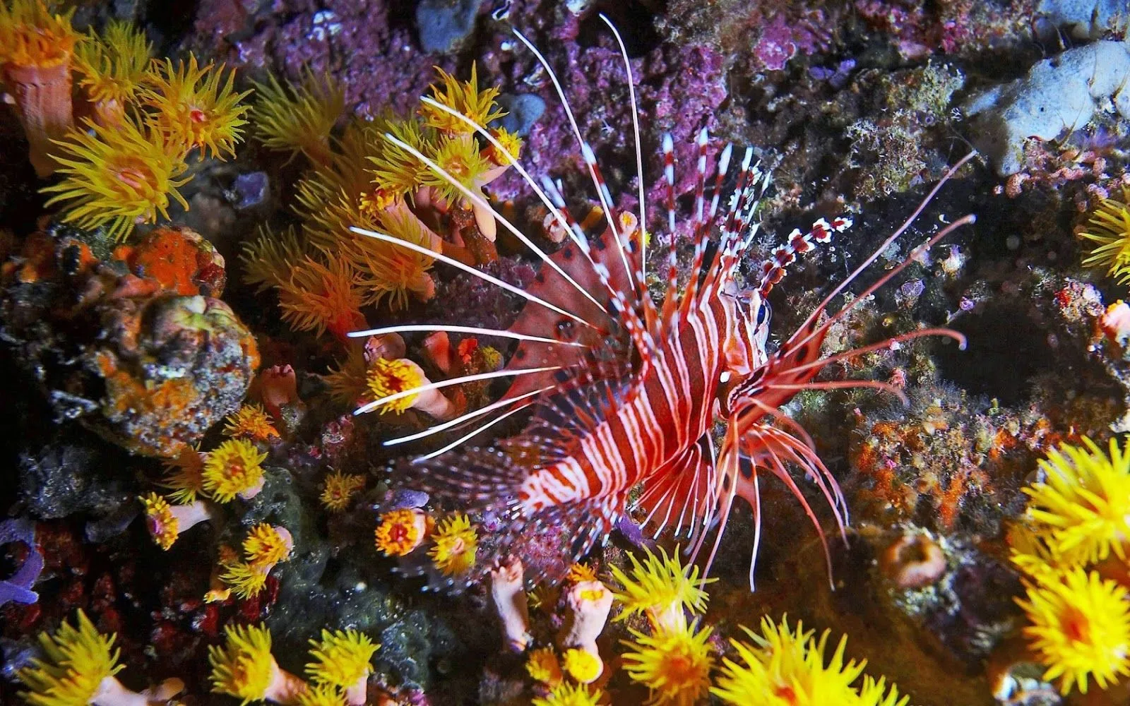 Imagenes de Peces en Arrecifes de Coral | Fotos e Imágenes en ...