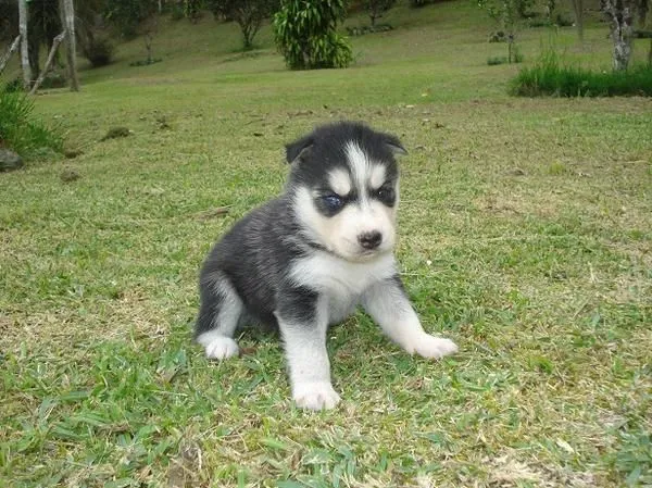 Perros lobos bebés tiernos - Imagui