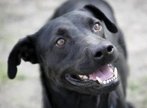 Imagenes perritos negros - Imagui