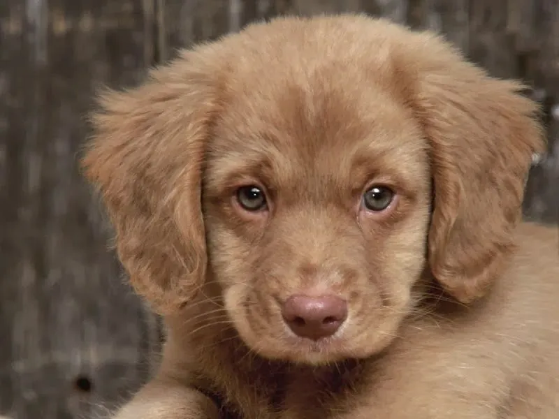 Imagenes de Perritos: Perrito con ojos tiernos