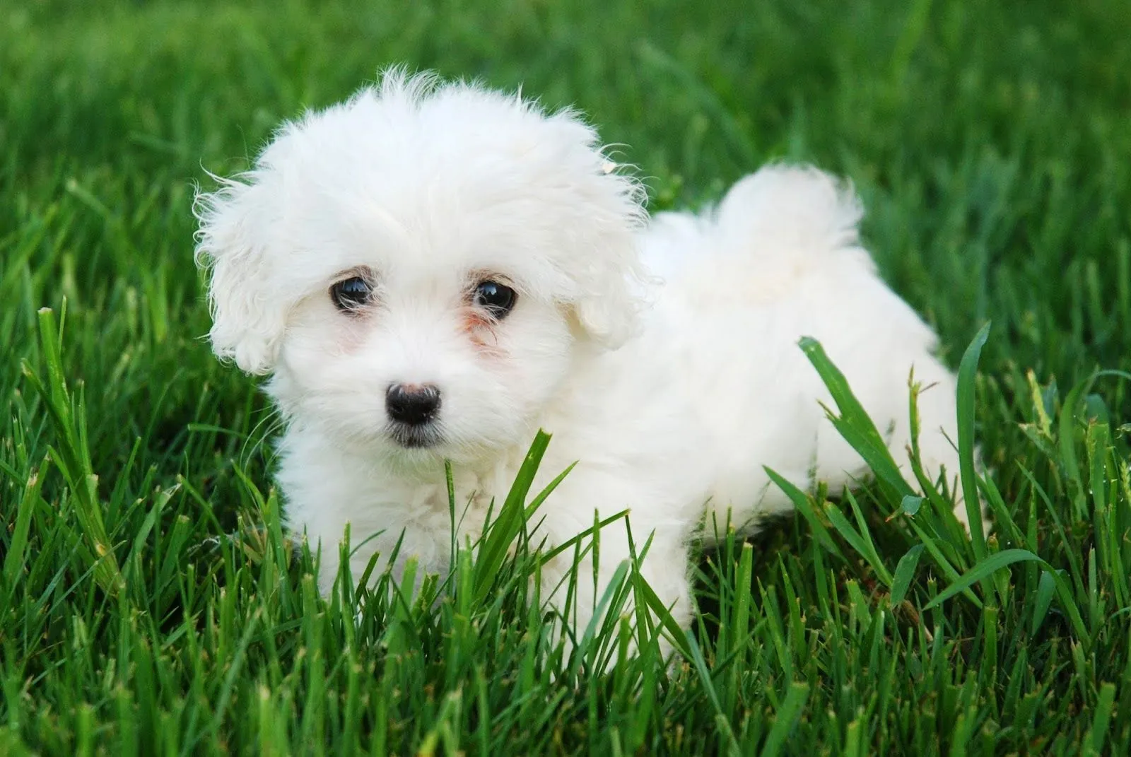 Imagenes de Perritos: Perrito tierno blanco