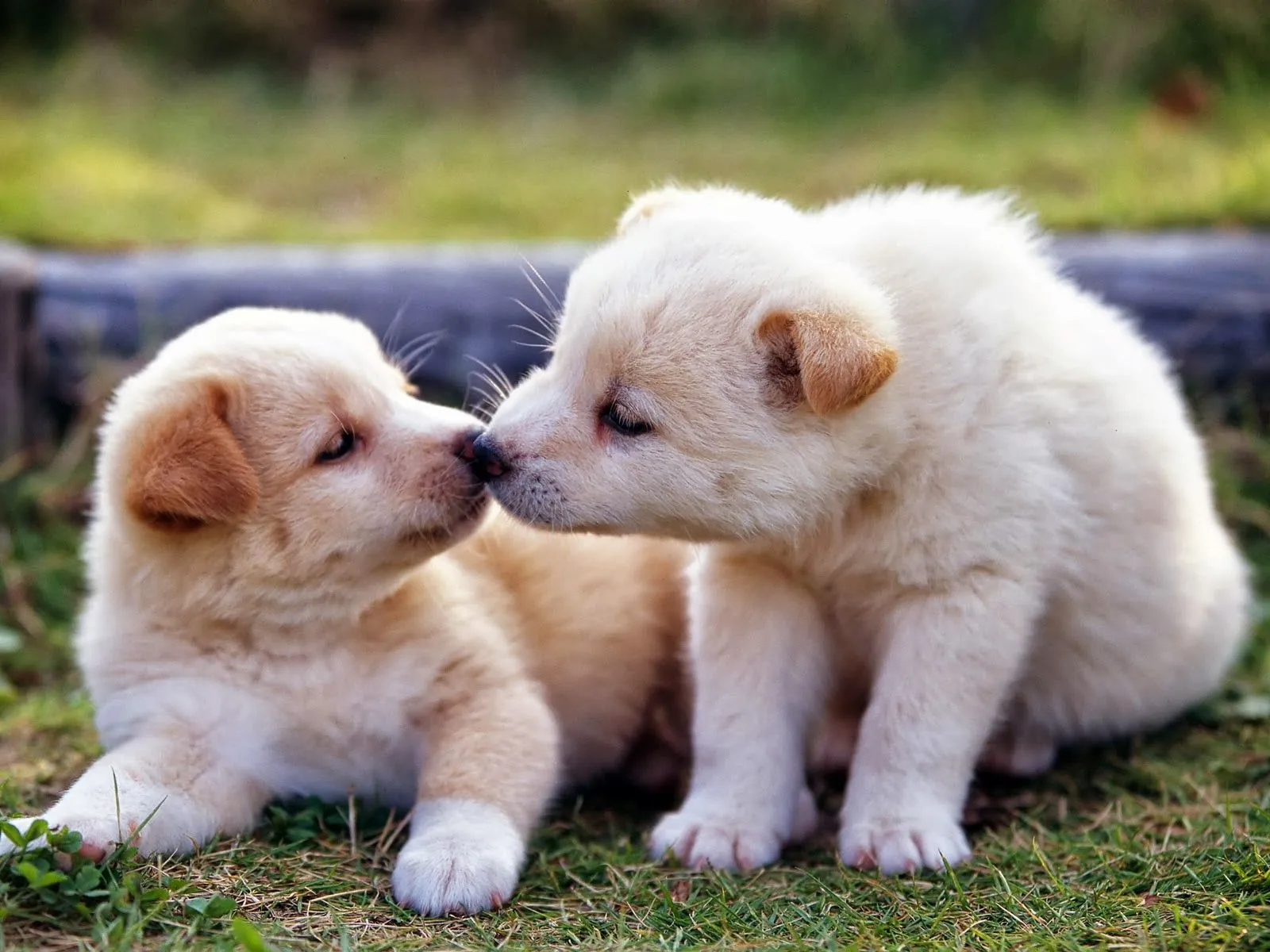 Imagenes de Perritos: Perritos Besandose