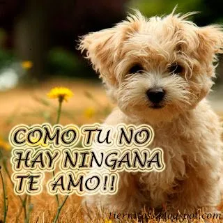 Imagenes de perritos Tiernos con frases para Facebook Gratis ...