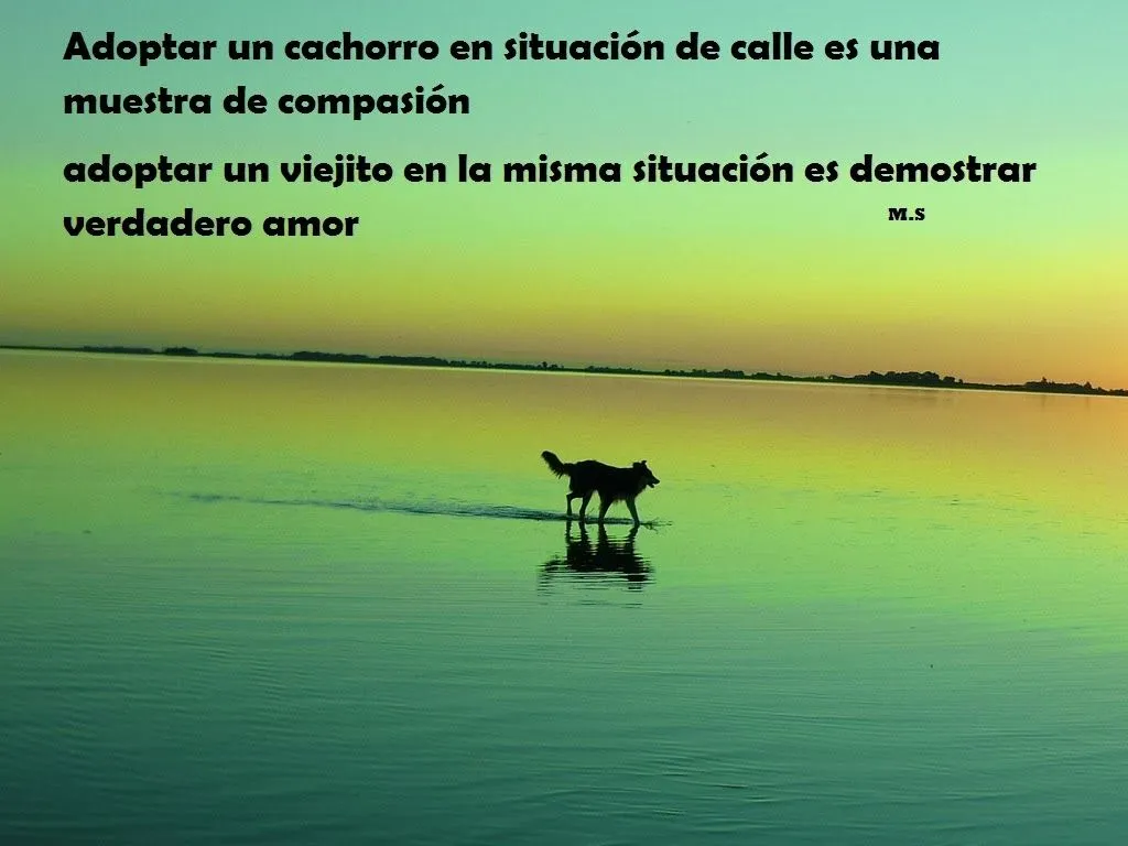 Imagenes de perros de amor con frases | Imagenes de amor HD