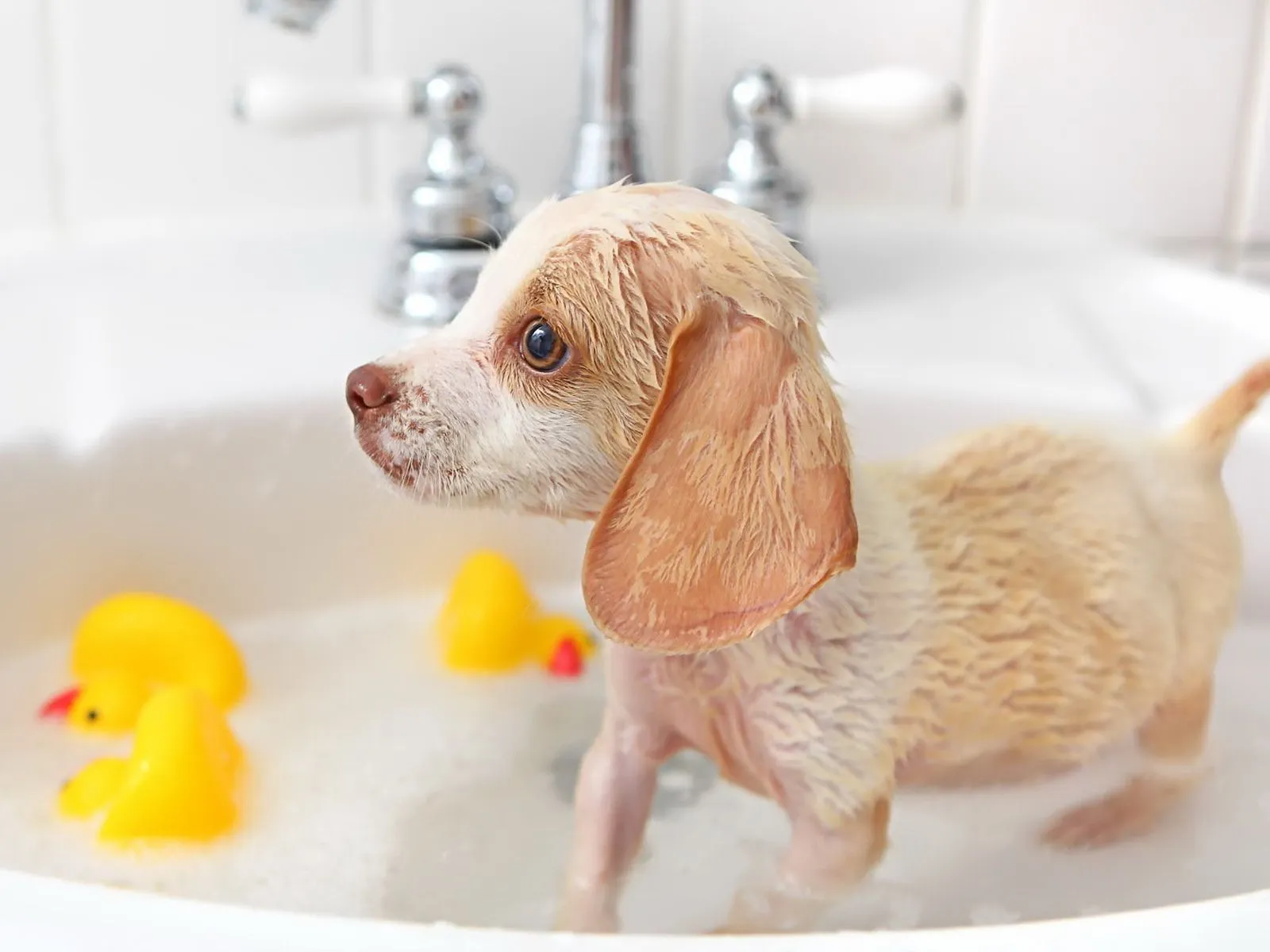 Imagenes de perros bañandose - Imagui