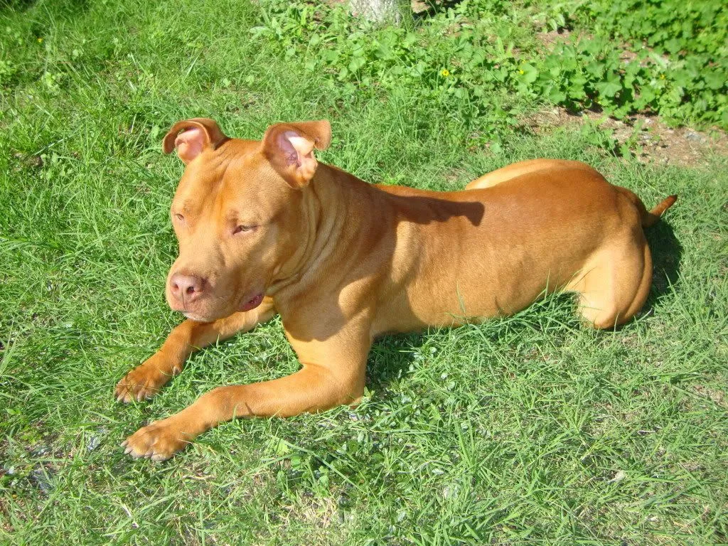 Imagenes De Perros Pitbull Blog De Fotografias | Imagenes Gratis