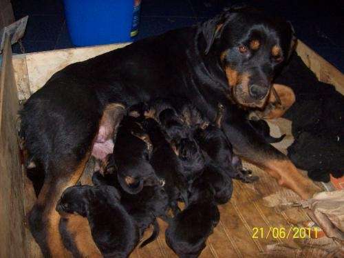 Perritos rottweilers bebés - Imagui