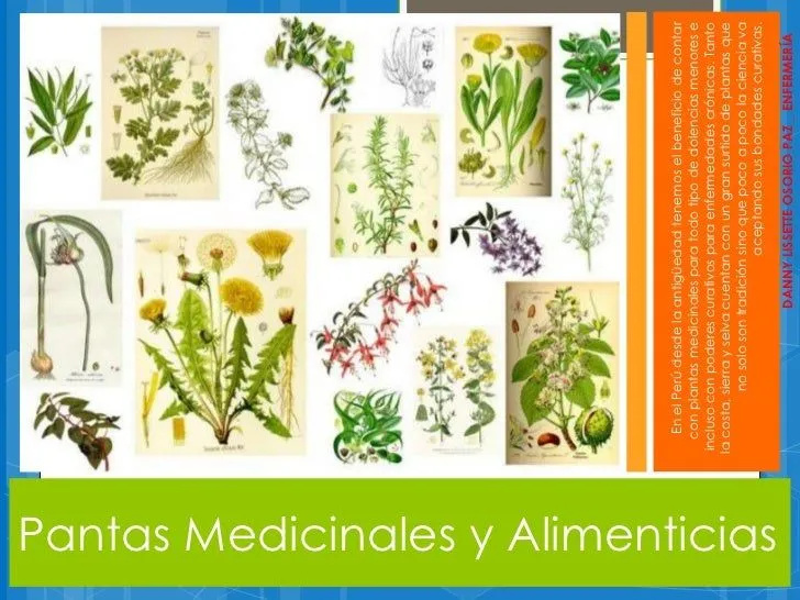 Imagenes de plantas alimenticias con sus nombres - Imagui