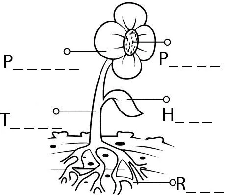 Partes de la flor para niños de primaria - Imagui