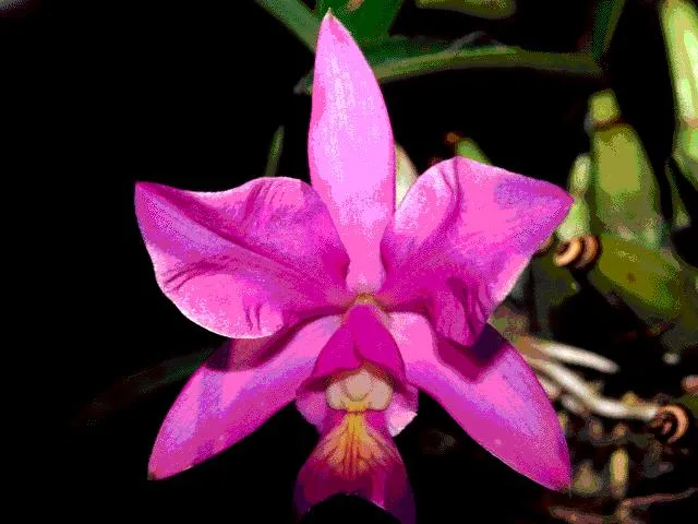 imagenes de plantas | Imagenes