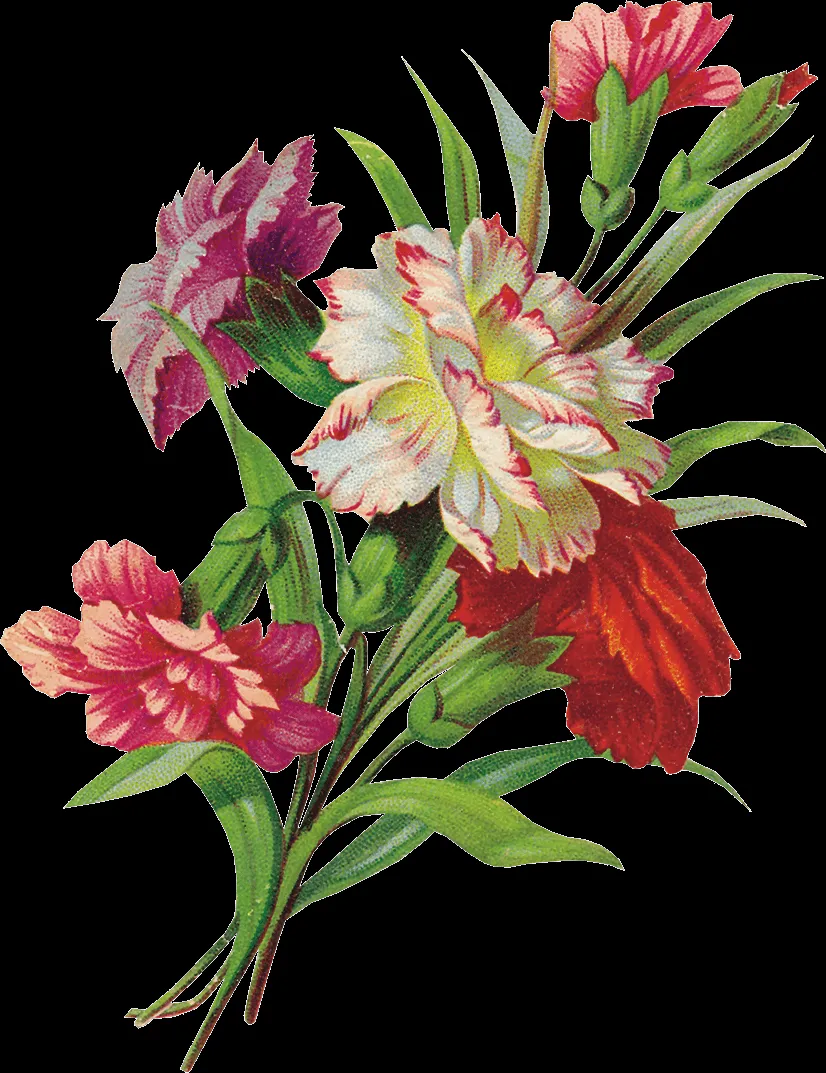 Imágenes png y mucho más: flores png