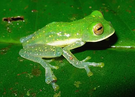 Imágenes del mundo animal: Rana Cristal