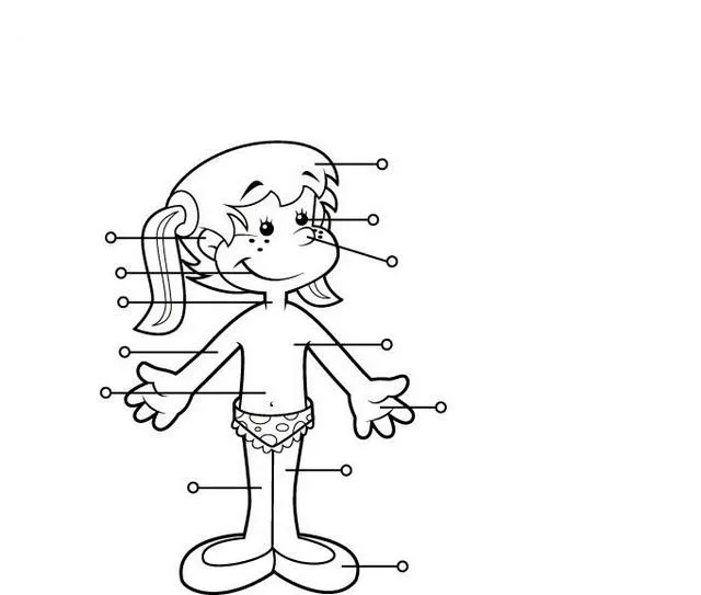 Partes gruesas y finas del cuerpo humano - Imagui