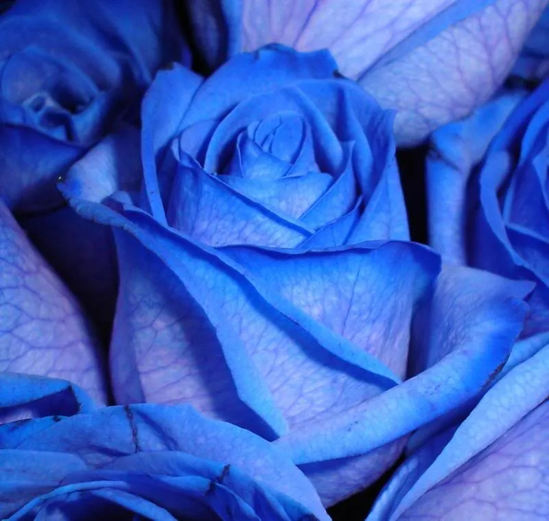 Imagenes de rosas azules con frases de amor - Imagui