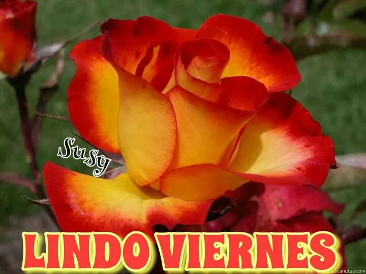 Imagenes • Rosas hermosas de buenos dias