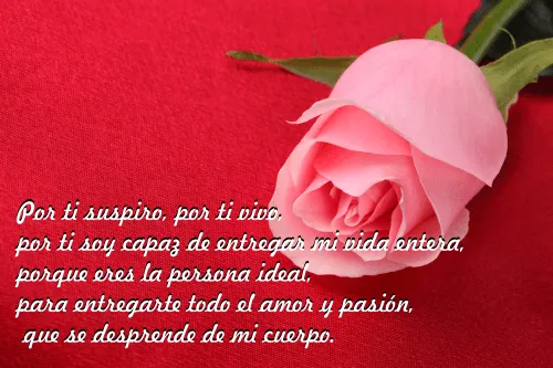 Imágenes de rosas hermosas con dedicatoria | Imagenes de amor