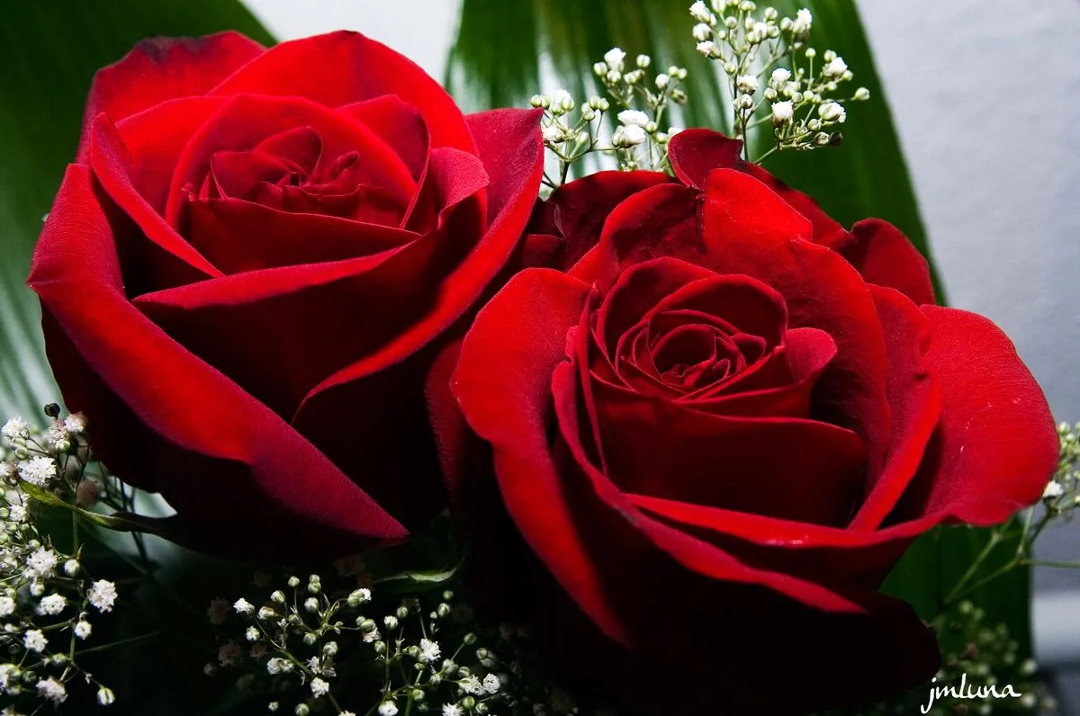 Imagenes • Buenos dias con rosas lindas