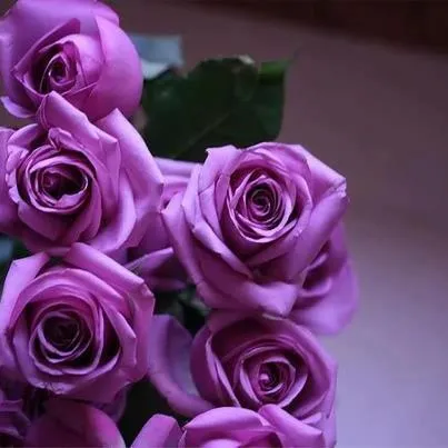 Imagenes de rosas moradas - Imagui