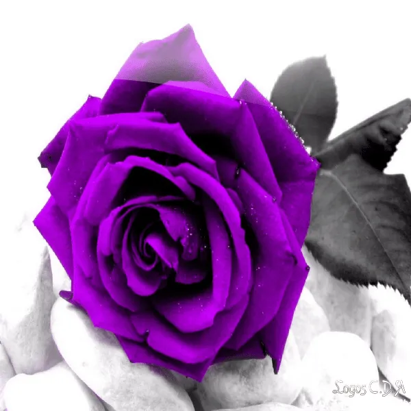 Imagenes de rosas moradas - Imagui