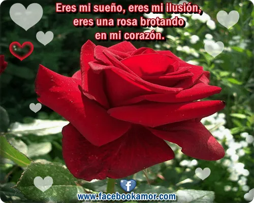 Image De Amor: Imagenes De Rosas Rojas Con Dedicatorias De Amor