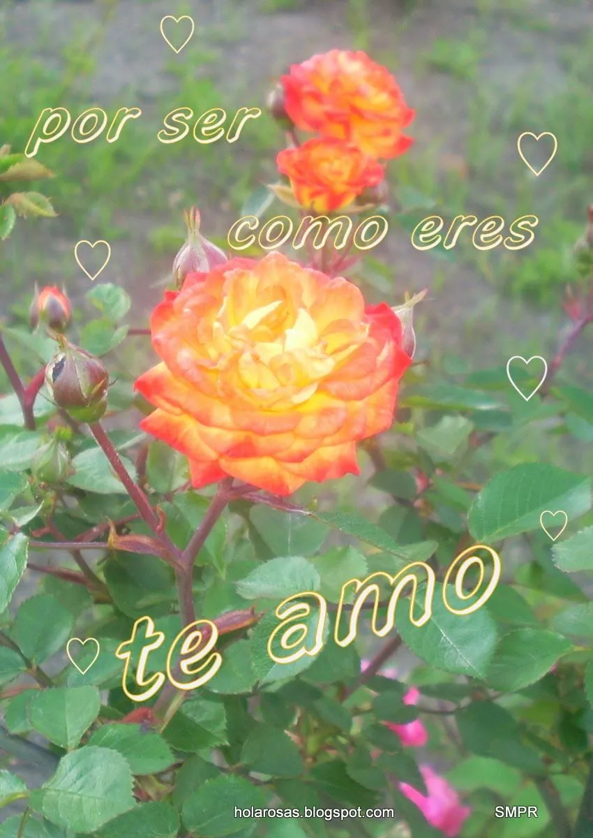 Imagenes de rosas rojas con frases - Imagui