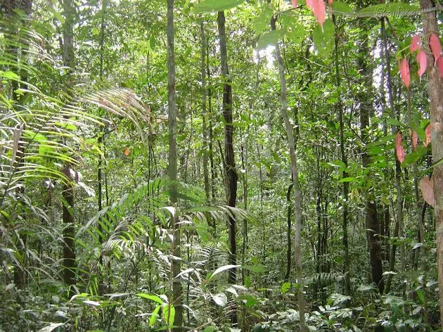 Imágenes de la selva - Imagui