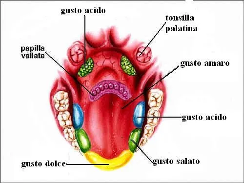 Imagenes del sentido gusto - Imagui