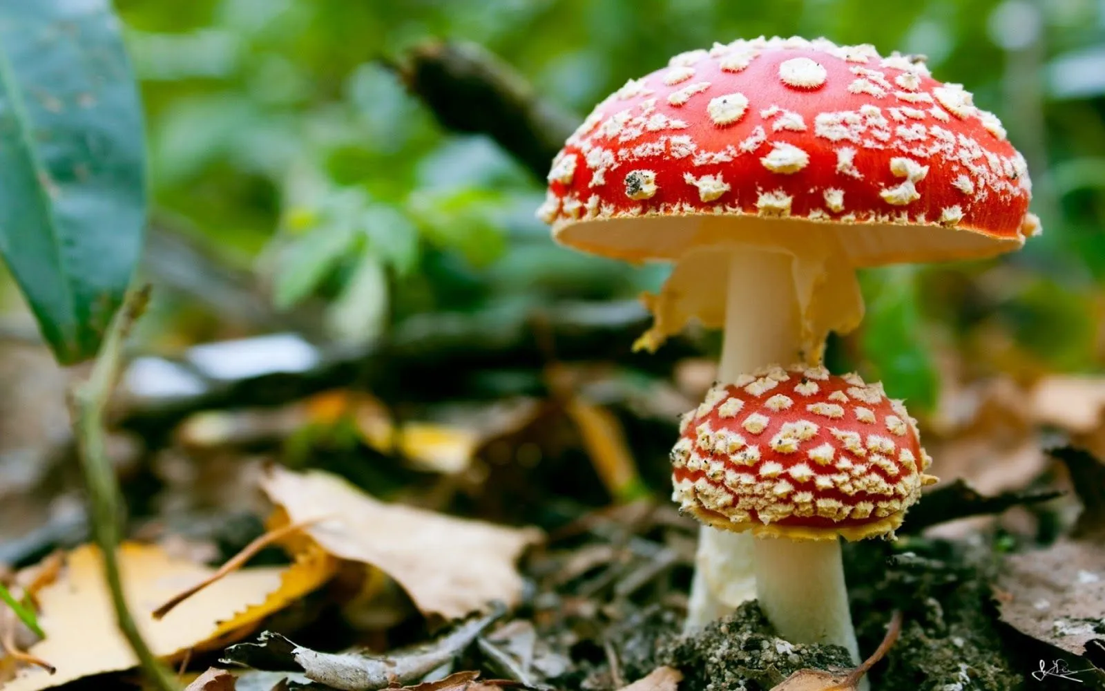 Imágenes de Setas (Hongos) con Forma de Sombrero | Fotos e ...