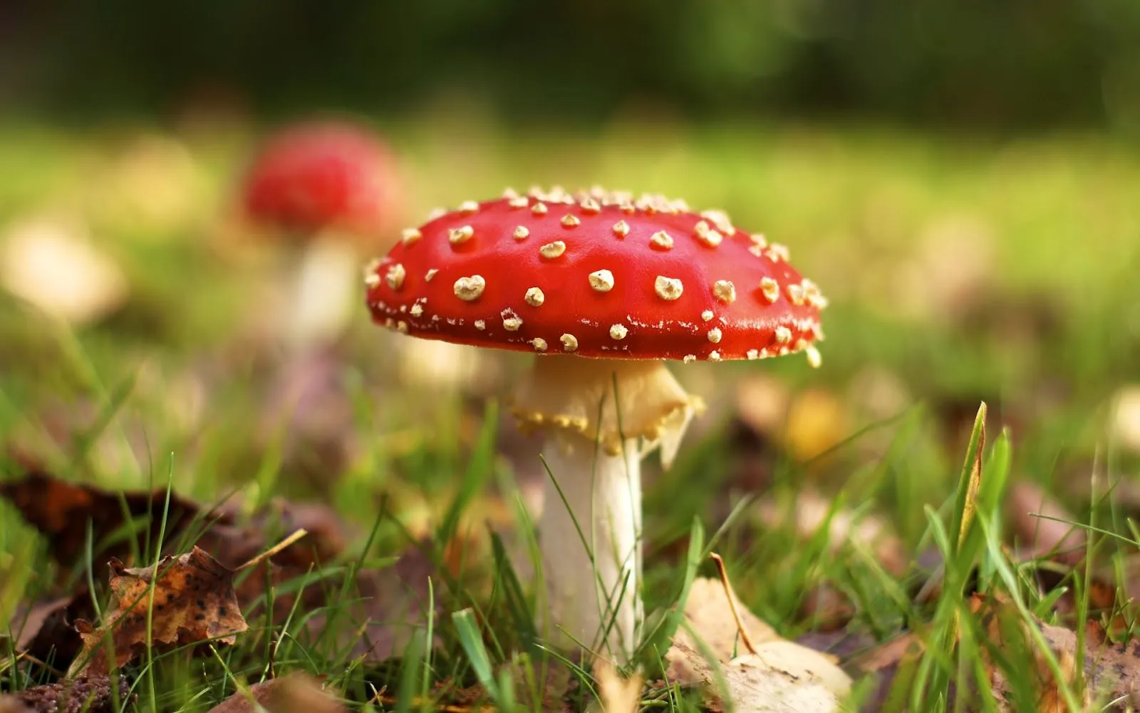 Imágenes de Setas (Hongos) con Forma de Sombrero | Fotos e ...