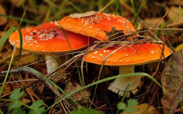 Imágenes de Setas (Hongos) con Forma de Sombrero | Fotos e ...