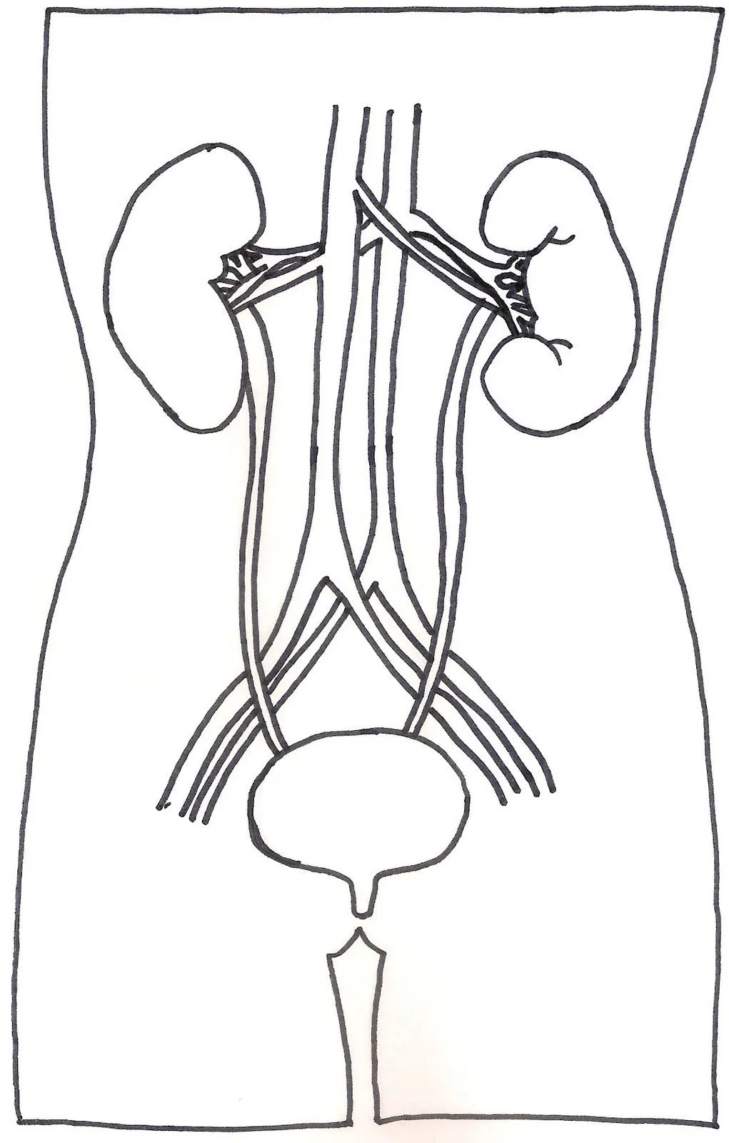 Imagenes del sistema excretor para dibujar - Imagui