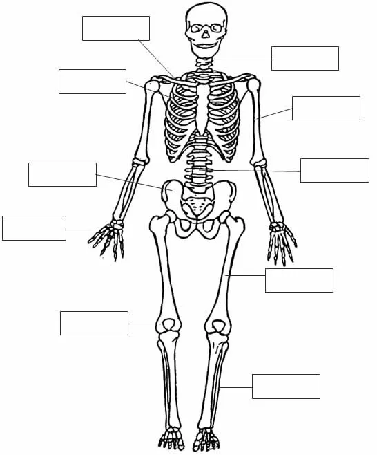 Imagenes del sistema locomotor para colorear - Imagui