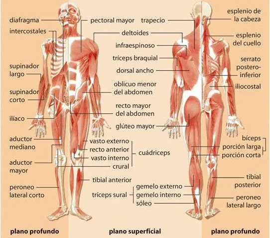 Imagenes del sistema muscular y sus partes - Imagui