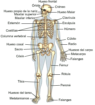 anatomia & fisologia: sistema oseo