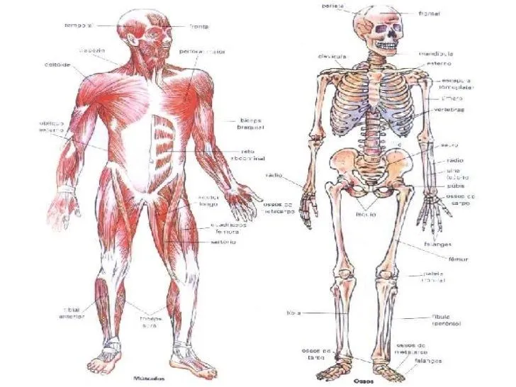 Imagenes del sistema oseo y muscular - Imagui