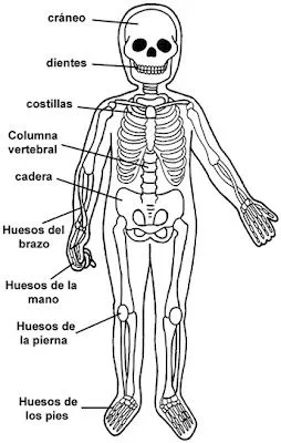 Sistema oseo para colorear para niños - Imagui