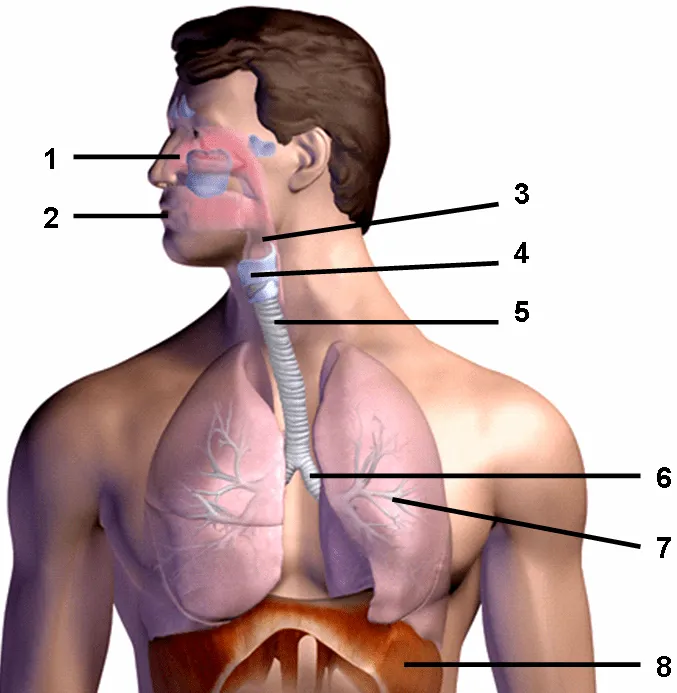 Sistema respiratório