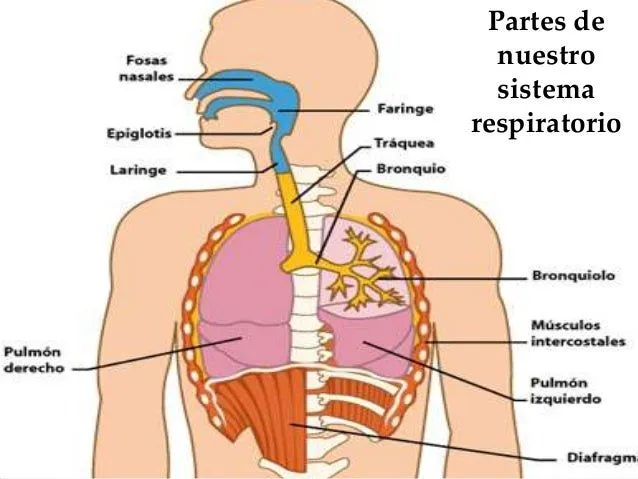 Imagenes del sistema respiratorio en inglés - Imagui