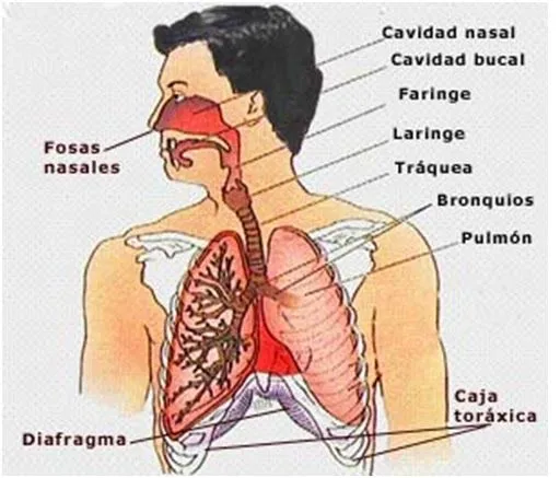 Imagen del sistema respiratorio con sus partes - Imagui