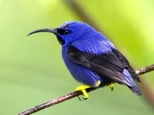 IMAGENES Y TEXTOS SELECTOS: AVES del MUNDO : VISTOSAS Y HERMOSAS