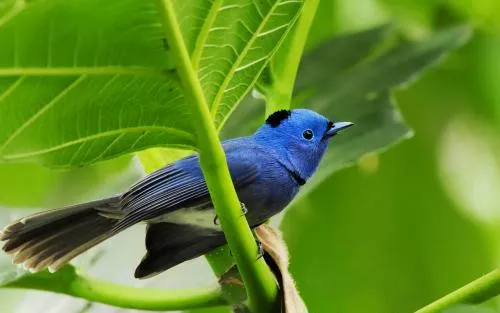 IMAGENES Y TEXTOS SELECTOS: AVES del MUNDO : VISTOSAS Y HERMOSAS