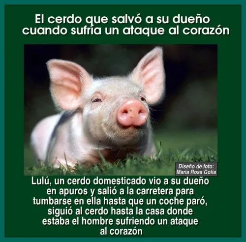 Imágenes tiernas de animales héroes | Imagenes para Facebook [FB]