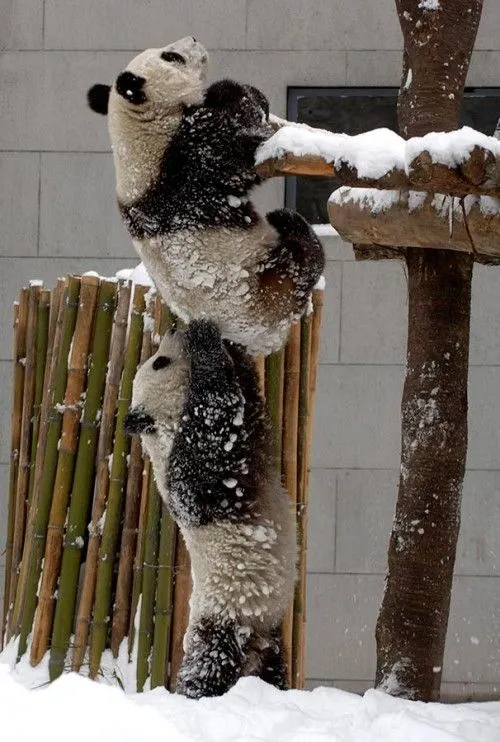 Imágenes tiernas de animalitos ayudándose entre ellos | Imagenes ...