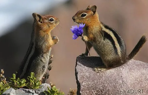 Imágenes tiernas de Ardillas | Imagenes Tiernas - Imagenes de Amor